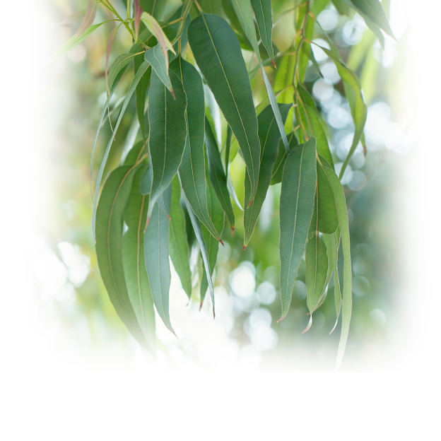 Eucalyptus smithii, etherische olie, biologisch