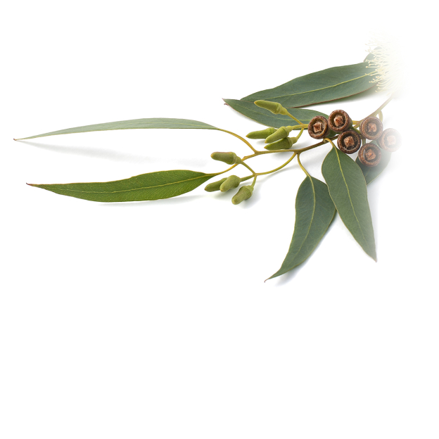 Eucalyptus etherische olie