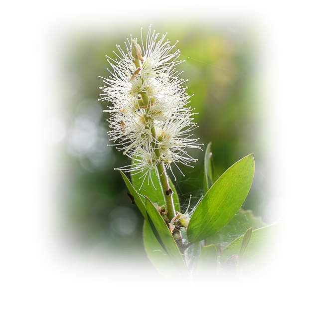 Kajeput etherische olie