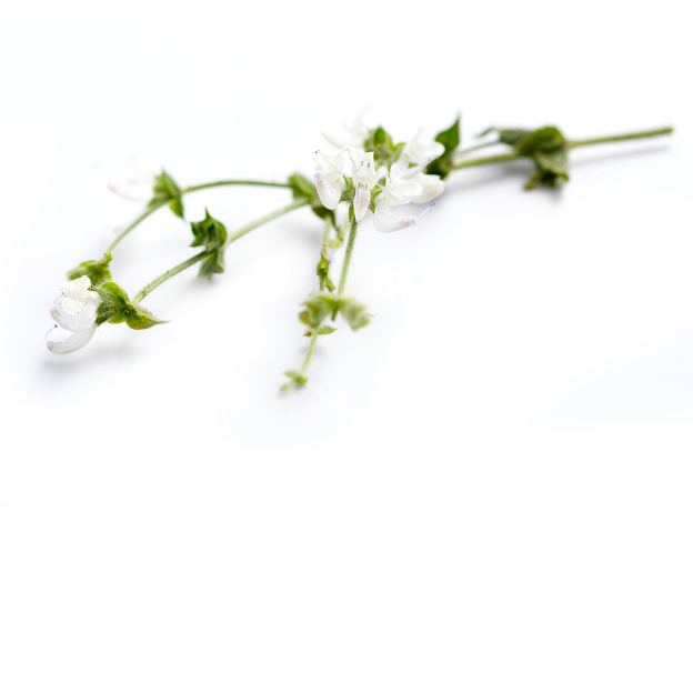 Scharlei etherische olie, biologisch