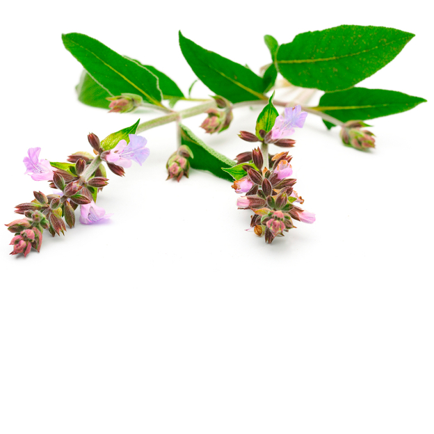 Salie etherische olie, biologisch