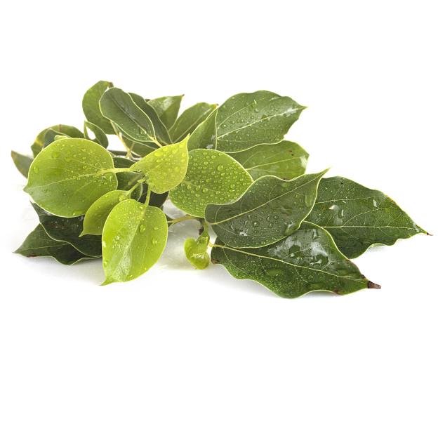 Ho-hout etherische olie, cultivar