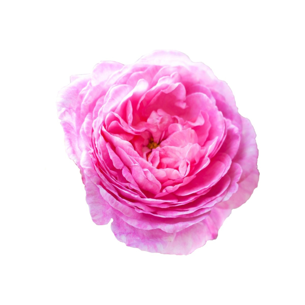 Rosa centifolia, Hydrolaat, biologisch