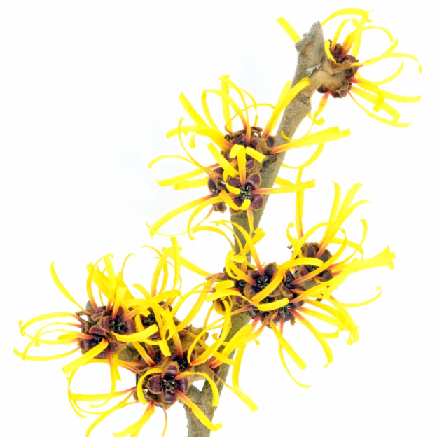 Hamamelis hydrolaat, biologisch