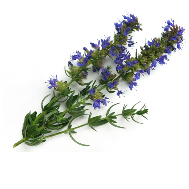 Hyssop etherische olie, biologisch