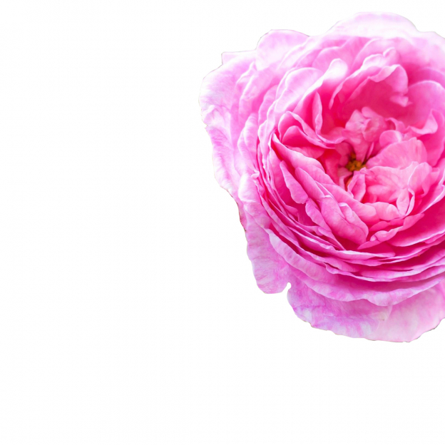 Rosa centifolia, Hydrolaat