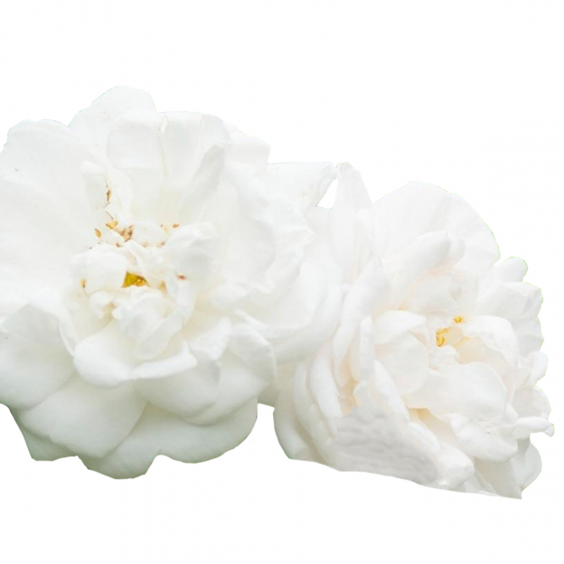 Witte Roos, Hydrolaat