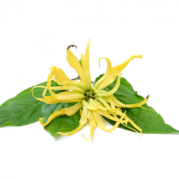 Ylang-ylang etherische olie, biologisch