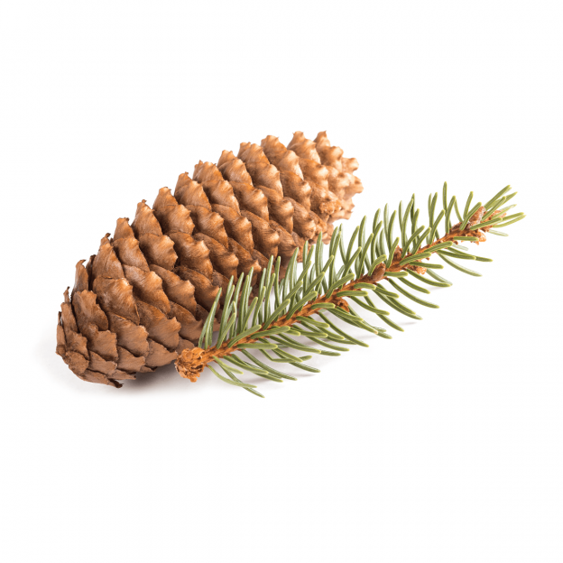 Zilverspar, Siberische, CO2 extract, Cultivar