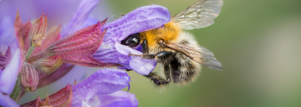 Bee good for nature!