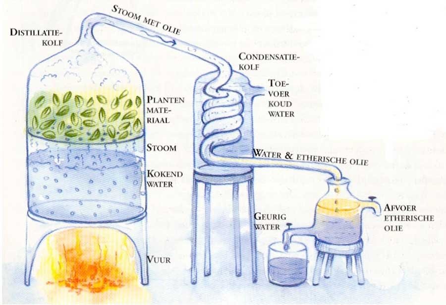 Verkoper ongerustheid Oneerlijkheid Soorten etherische olie | Chi Natural Life Blog - Chi Natural Life